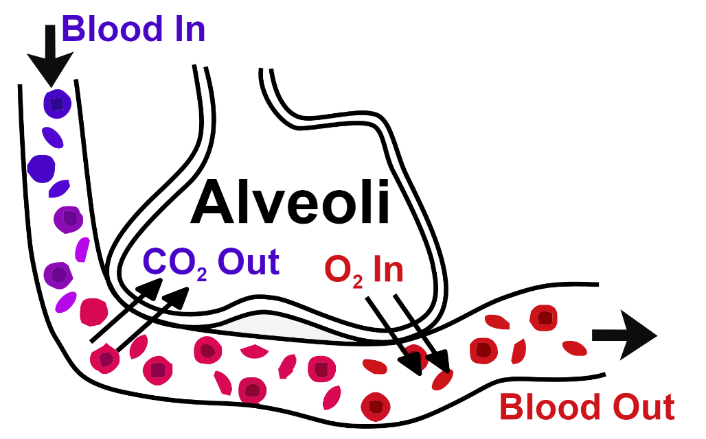 How oxygen enters in blood from alveoli of lungs? A. Pressure of CO2B ...