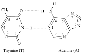 hydrogen bonds between thymine and adenine