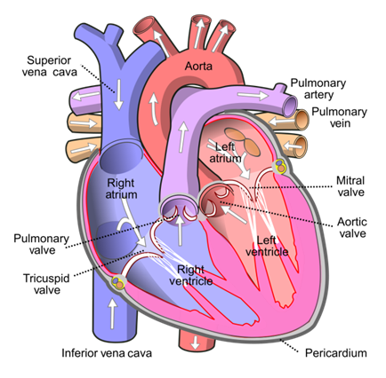 Differentiate between pulmonary artery and pulmonary vein.