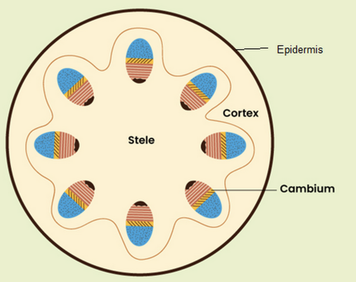 Endodermis Plant