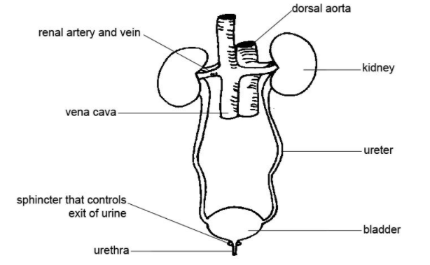Drawing anatomy system kidney hi-res stock photography and images - Alamy