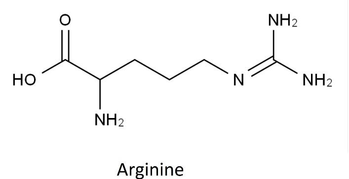 Guanidino Is Present In The Amino Acid Class 12 Chemistry Cbse