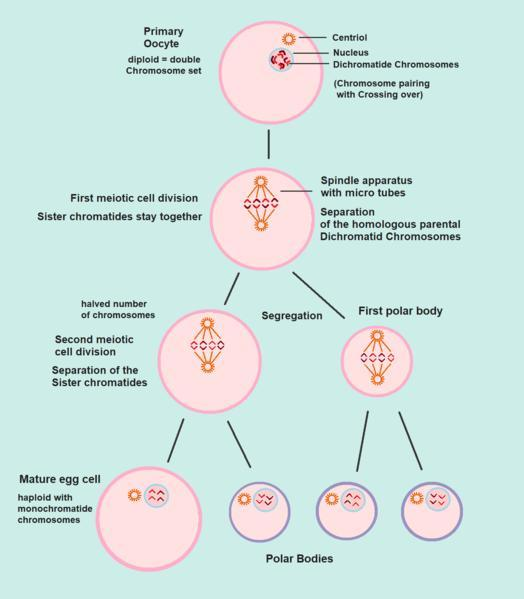 Are females born with all of their primary oocytes?