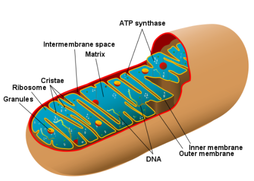 Which organelle is responsible for the production of energy in a cell?