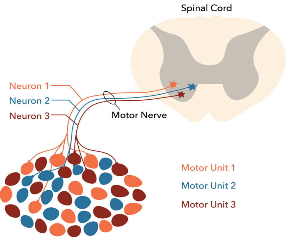 How do muscle cells move in response to nerve impulses?