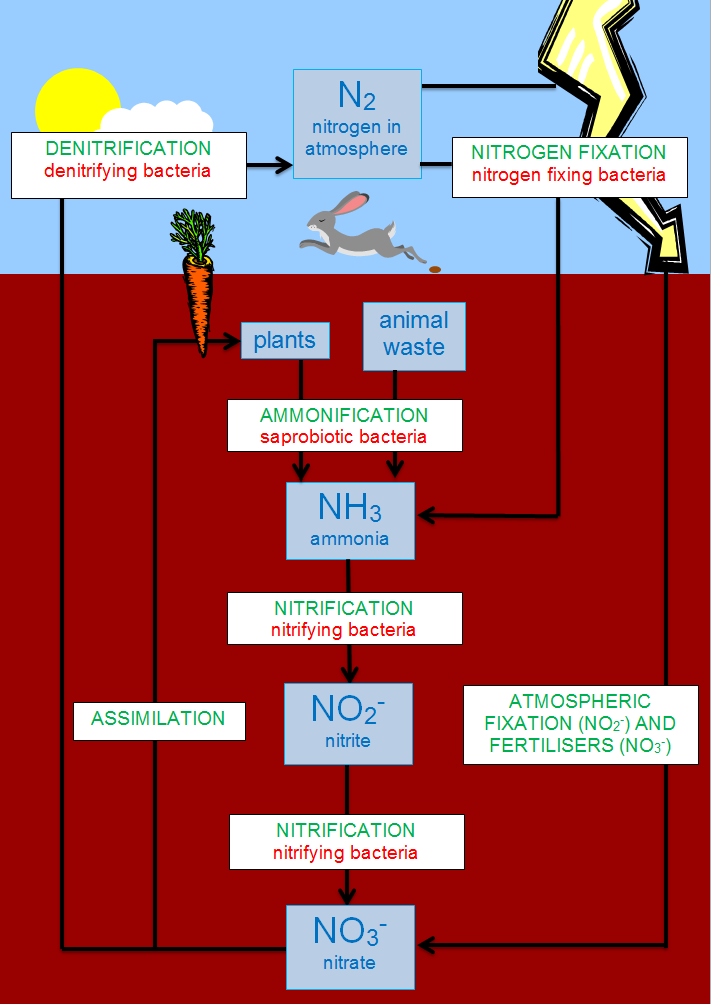 What Is Meant By Nitrogen Fixation Explain Biological Nitrogen 