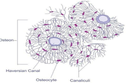 bone cell diagram for kids
