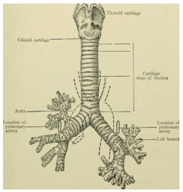 Why do walls of trachea not collapse when there is less air in it?