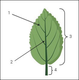 Which of the following represents petiole?A. 1B. 2C. 3D. 4