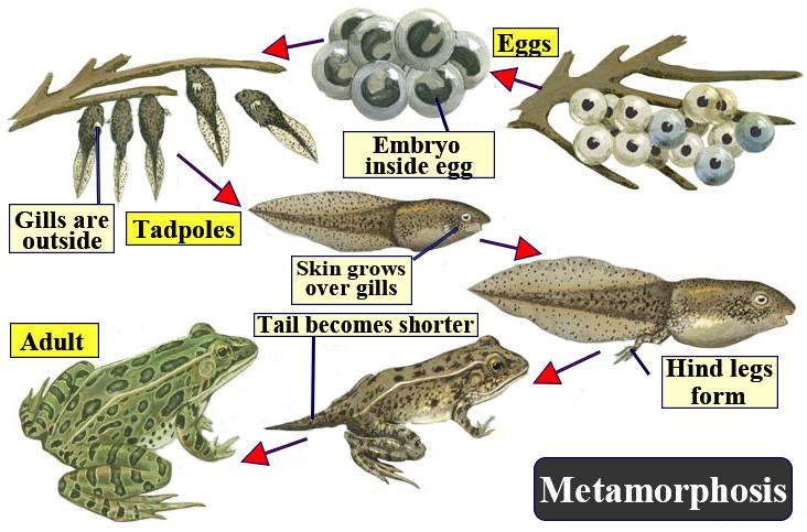 metamorphosis frog