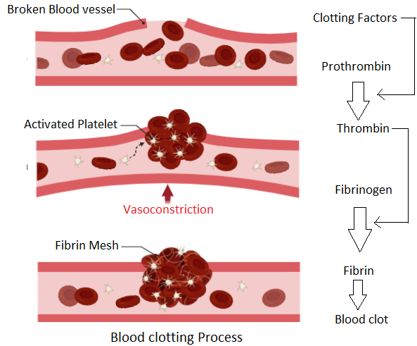 briefly-describe-the-stages-in-the-clotting-of-blo-class-11-biology-cbse
