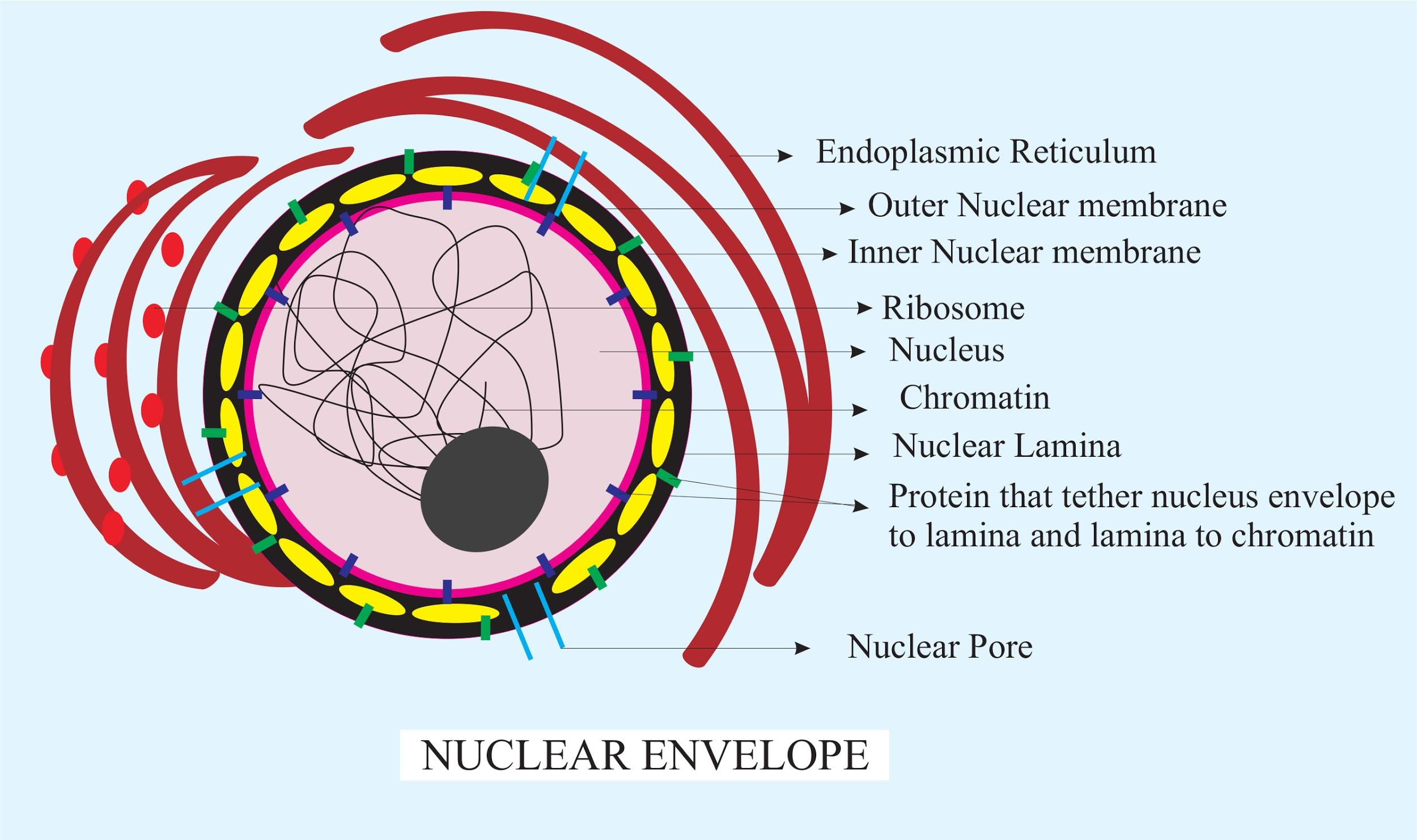 what-is-the-significance-of-pores-present-in-the-nuclear-membrane