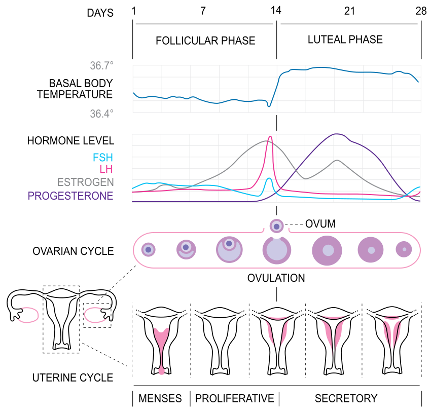 Menstrual Cycle Introduction Duration Phases Biology - vrogue.co
