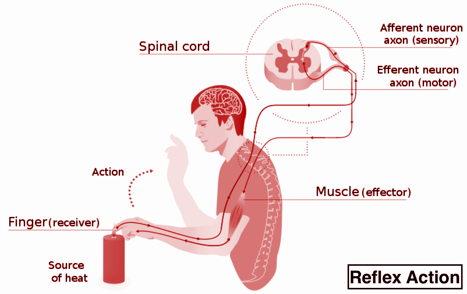 the-sequence-of-a-reflex-arc-isa-receptor-rightarrow-sensory