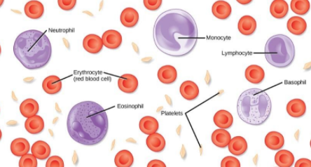 What will happen if there are no platelets in the blood?