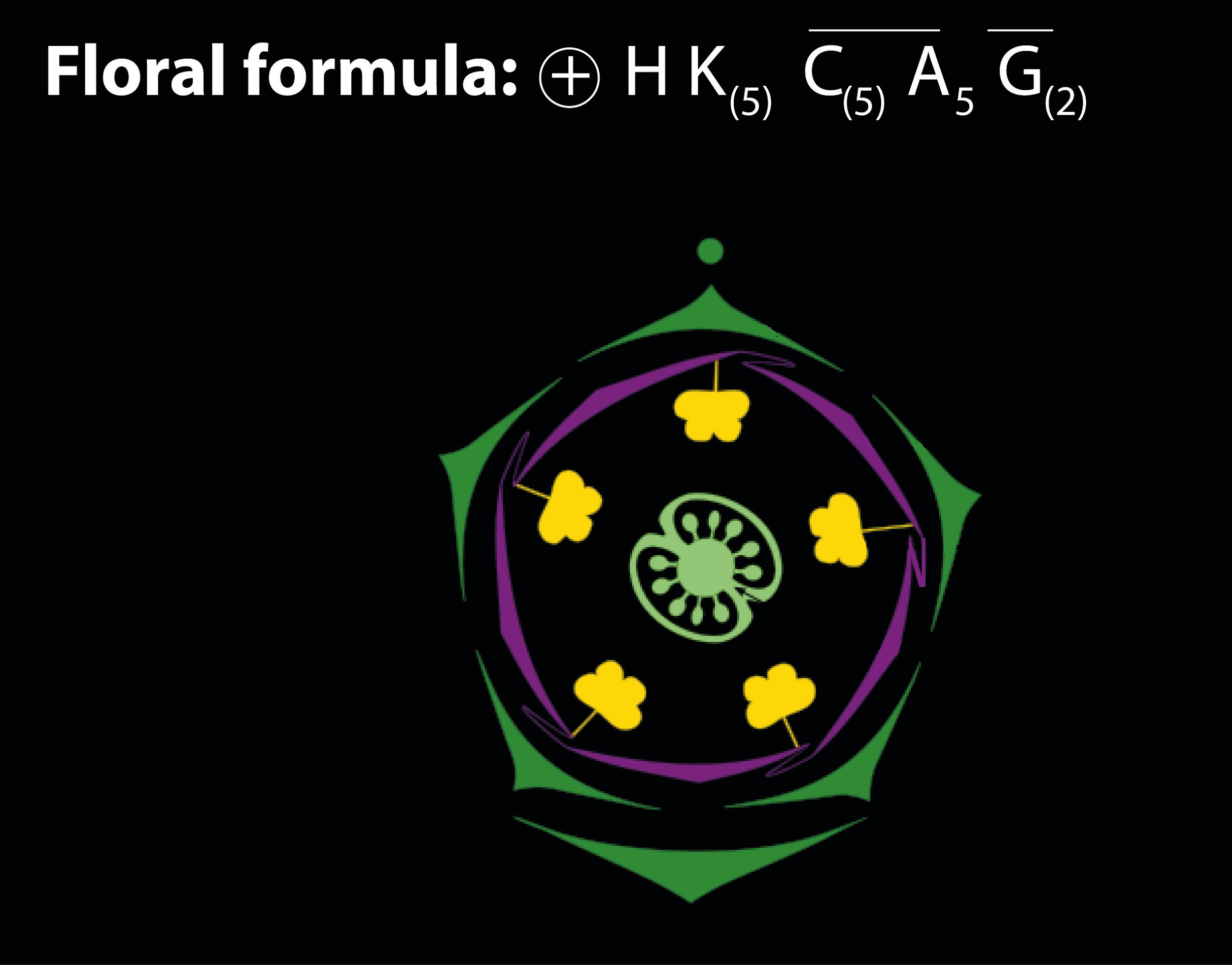 what-does-the-following-floral-formula-represent-k-5-c-5