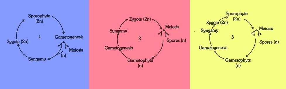 which-of-the-following-correctly-represents-the-type-of-life-cycle