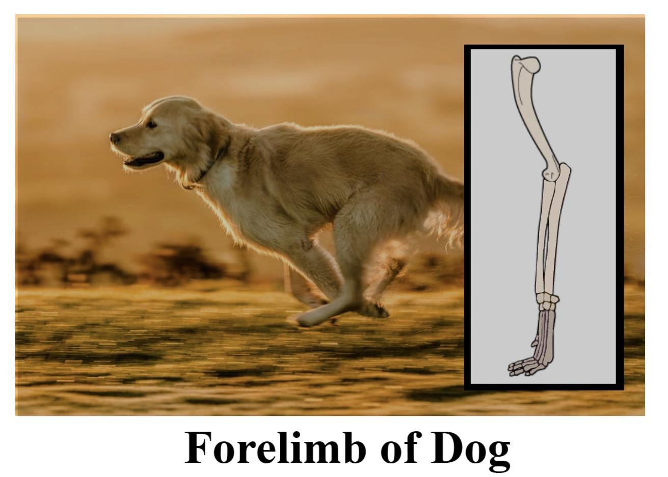 What function is performed by human arms, forelimbs of dog, and