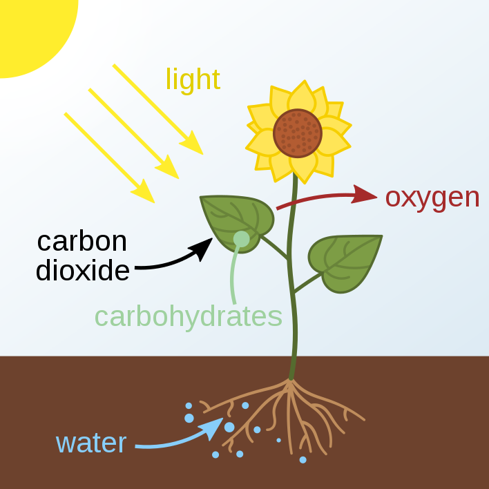 Why Is Photosynthesis Important To All Life On Earth?