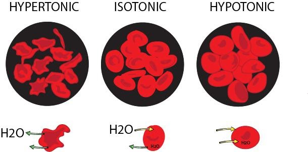 What Happens To Cells During Osmosis