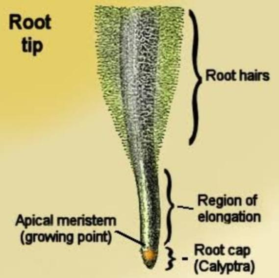 what-is-the-function-of-the-root-cap