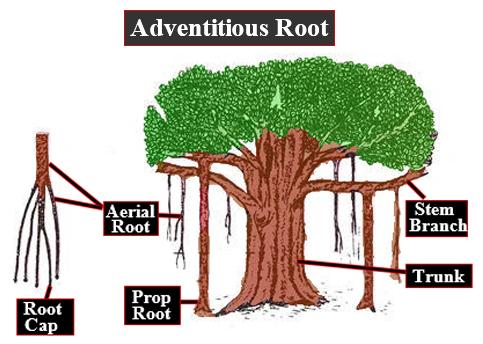 prop roots