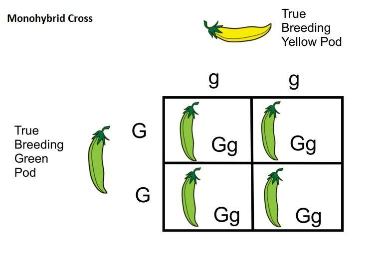 What Is A Punnett Square And Why Is It Useful In Gene
