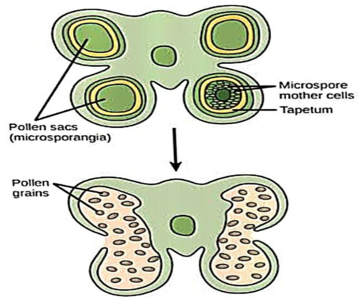 Explain The Structure Of Male Gametophyte Of Angiosperm With The Help 