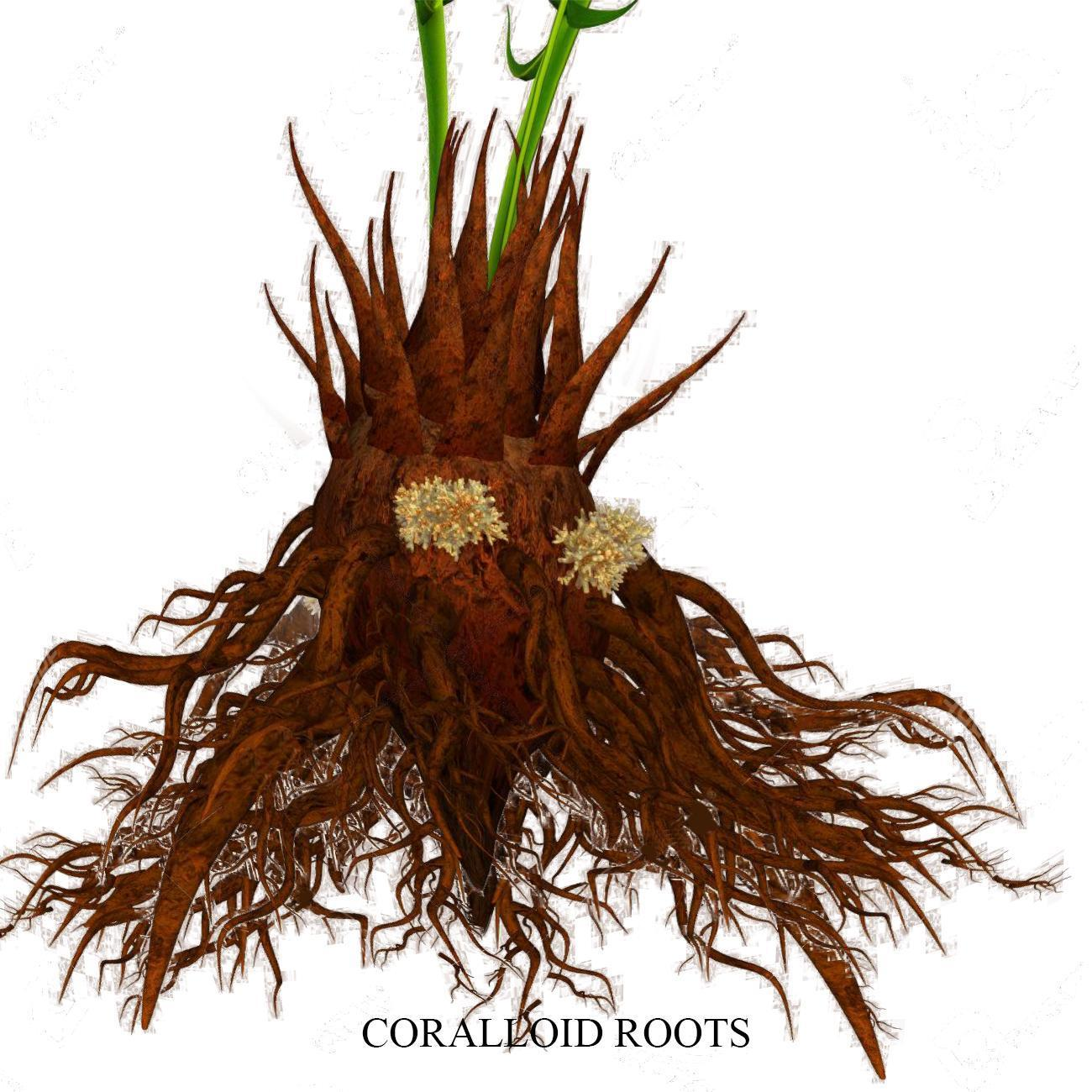 Coralloid roots of Cycas are useful in (A)$N_2$-fixation (B)Absorption ...