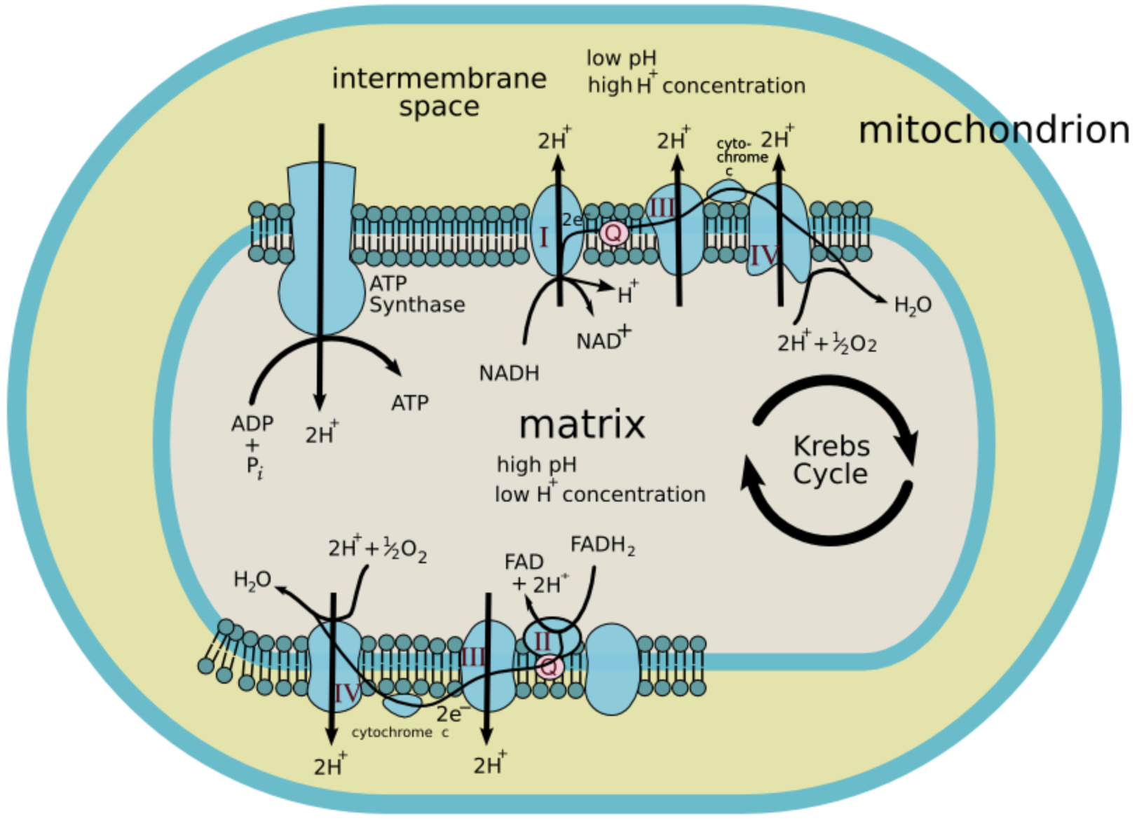 Krebs cycle takes place in A Vesicles of E R B Mitochondria class 11