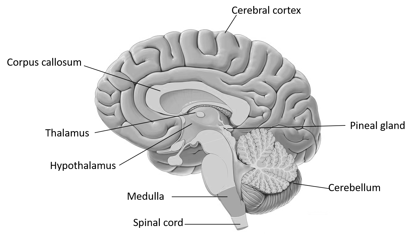 Kannada Solution Draw a neat diagram of human brain  label it