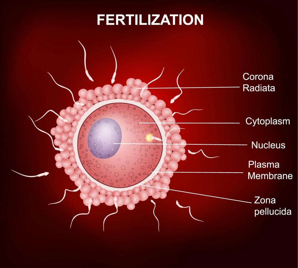 Ovum Fertilization Process 