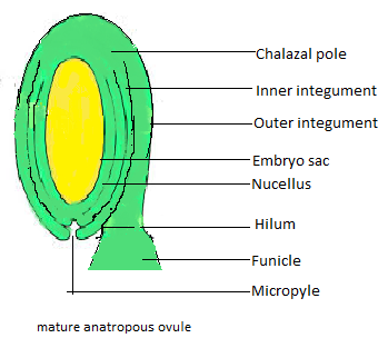 Sketch and label V.S of mature anatropous ovule.