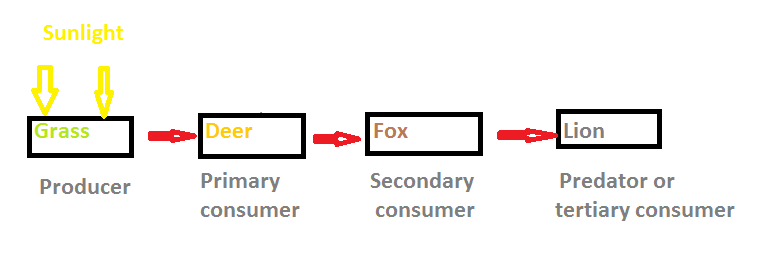 Lion is a A. ProducerB. Primary consumerC. PredatorD. Secondary consumer