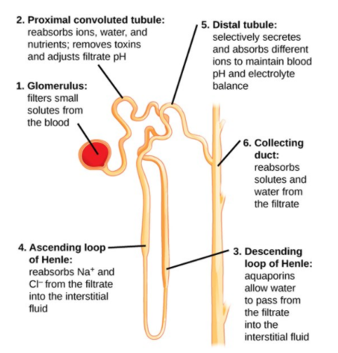 As the glomerular filtrate courses the tubules, its composition and ...