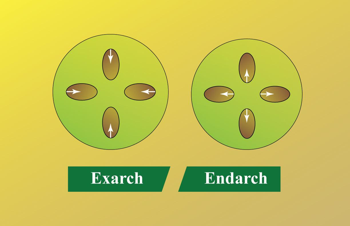 Differentiate between Exarch xylem and endarch xyl class 11 biology CBSE