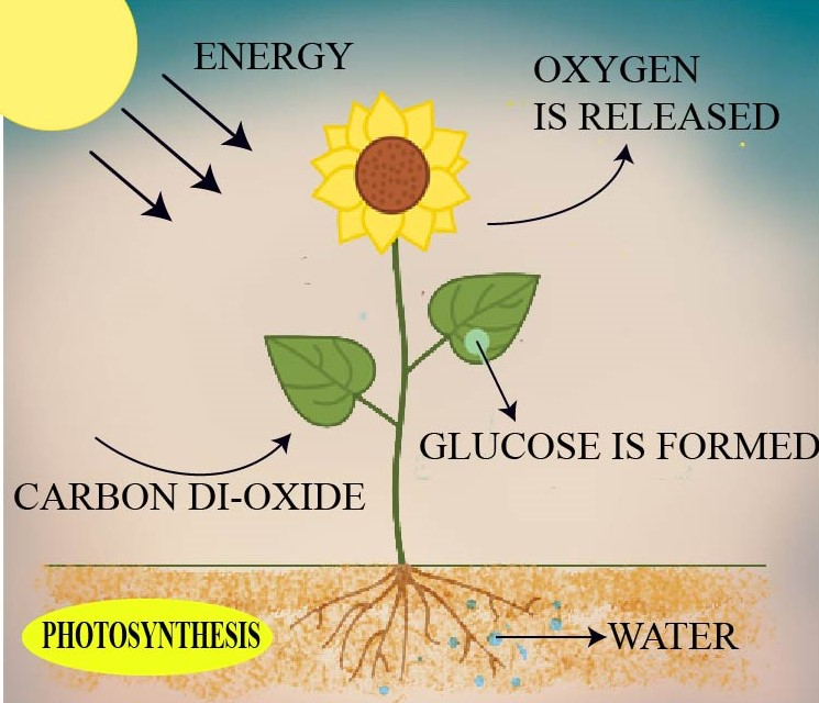 Identify the equation represents photosynthesisa)$Water+Carbon 