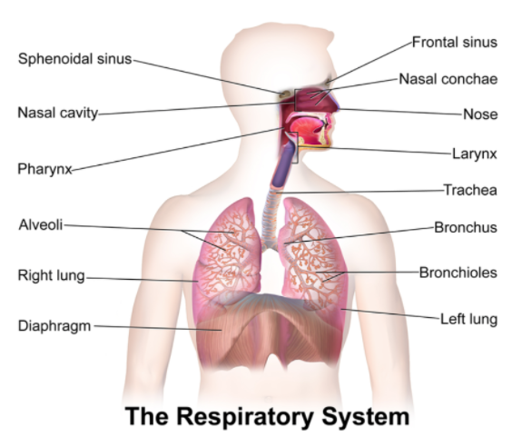 Why don’t lungs collapse after forceful expiration? The two openings of ...