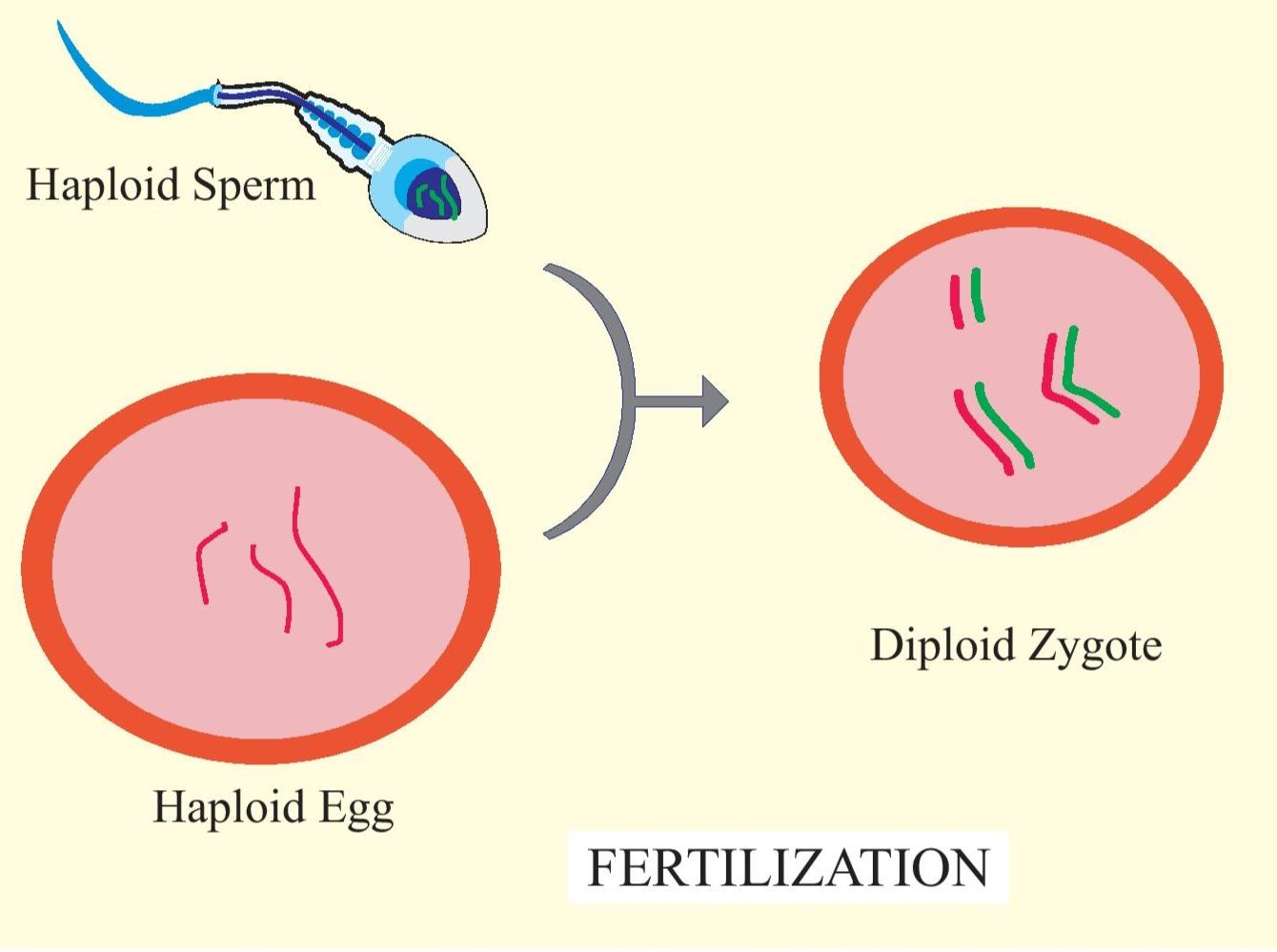 How does fertilization take place? (a)Egg released from the ovary ...