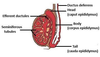The Head Of The Epididymis At The Head Of The Testis Is Called A Cauda Epididymisb