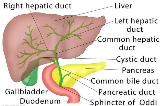 Is the common bile duct the same as the bile duct?