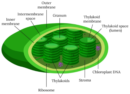 Which kind of plastid is more common in the leaves of the plant?