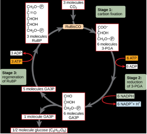 Where does Calvin cycle take place in chloroplast Explain class 12 ...