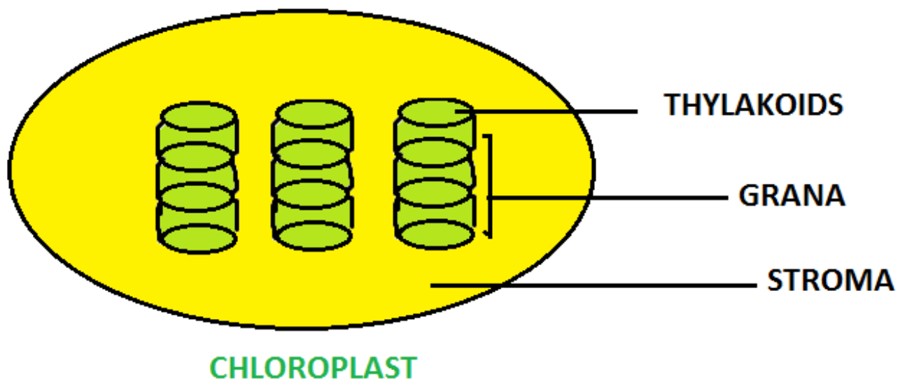 chlorophyll in thylakoid