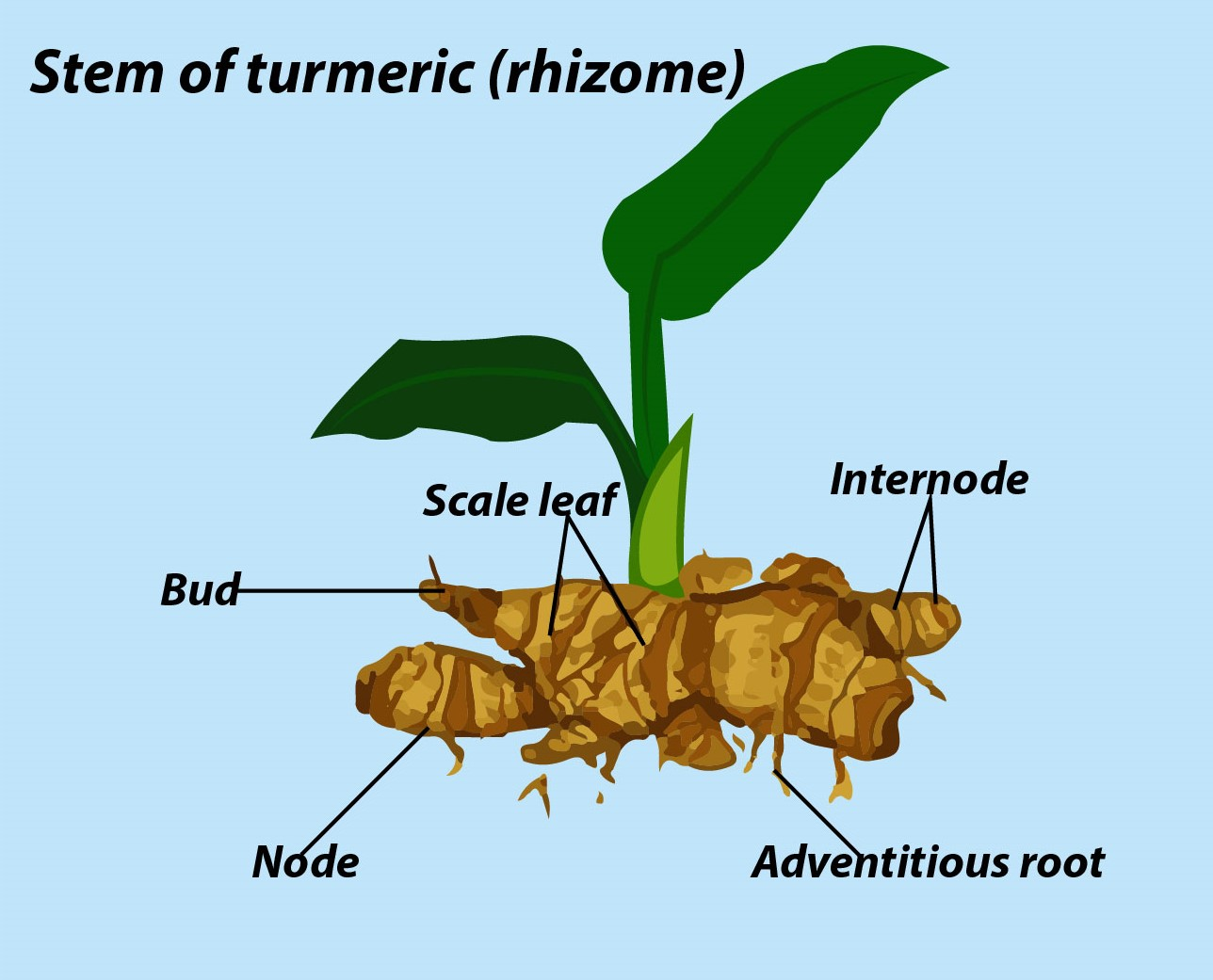 Rhizome Turmeric
