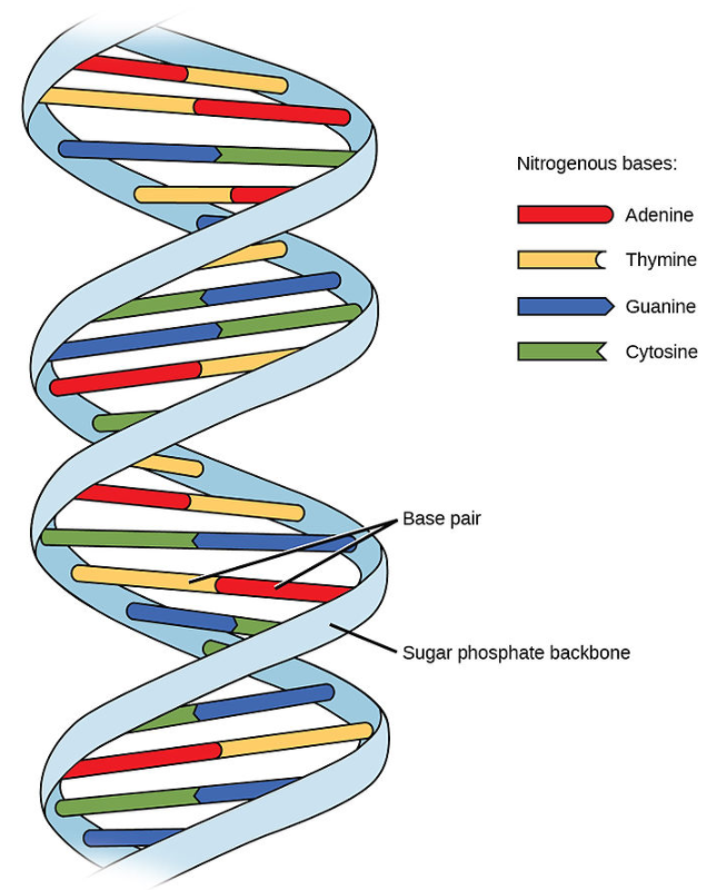 Write any four salient features of the double helix structure of DNA.