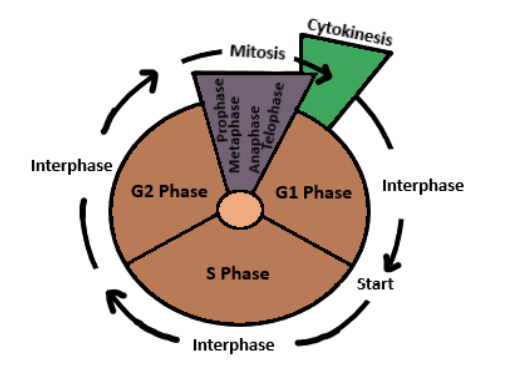 A stage in cell division is shown in the figure. Select the answer ...