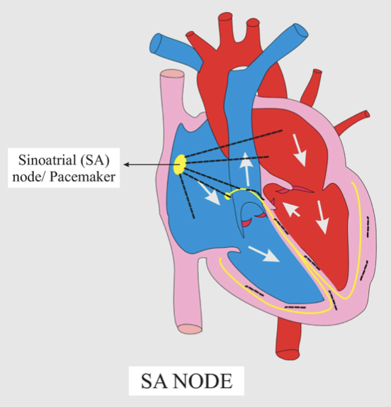 The cardiac pacemaker in a patient fails to function normally. The ...