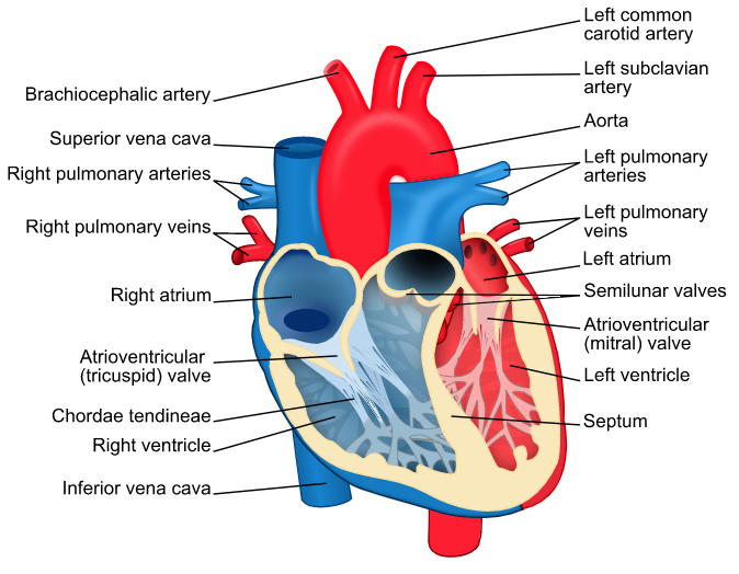 DRAW IT NEAT  How to draw Internal structure of mammalian Heart  Human heart  drawing Human heart anatomy Human heart diagram