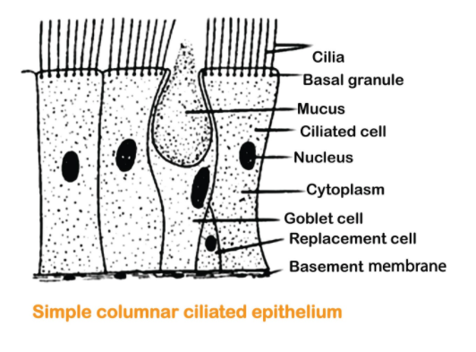 ciliated epithelial cell for kids